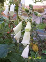 100_2162.webp