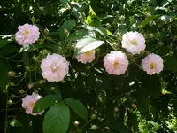 00003 himalaja.webp