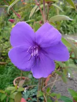 tibouchina det.webp