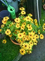 Garten 06.10.09 010.webp