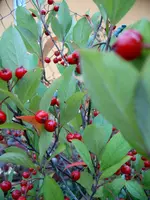 S4300009-1.webp