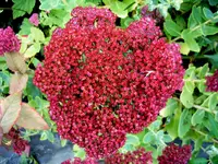 S4300014.webp