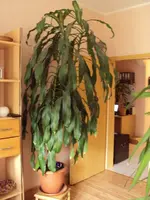 DSC00390.webp