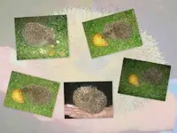 Igel Collage v.webp