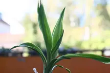 Pflanzen 010.webp