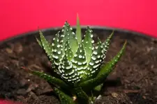 Pflanzen 016.webp