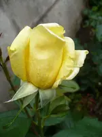 0001isobel harkness2.webp