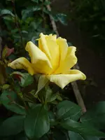 0002isobel harkness 14a.webp