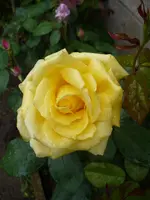 0003isobel harkness1a.webp