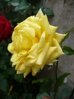 0004isobel harkness0071.webp