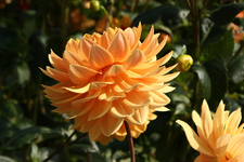 IMG_2271(1)(1).webp