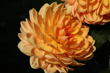 IMG_2272(1)(1).webp