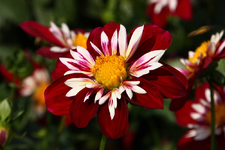 IMG_2277(1)(1).webp