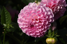 IMG_2278(1)(1).webp
