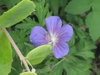 garten 09 007.webp