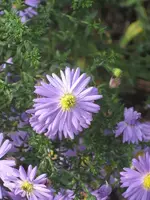 garten 09 009.webp