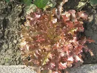 garten 09 012.webp