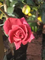 garten 09 018.webp