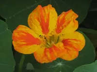 garten 09 019.webp