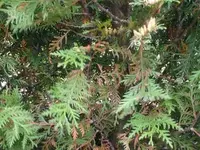 P1010441.webp