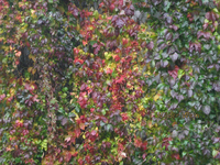 IMG_2868.webp