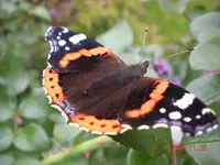 Diverses 014.webp