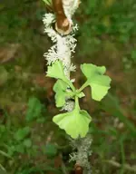 Ginko v (1).webp