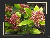 Skimme.webp
