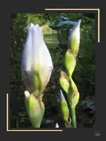 Canna.webp