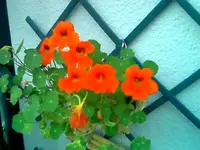 !cid_9eOFptd7AD.webp