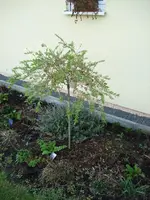 Japaner.webp