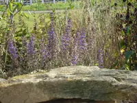 unter der Weide.webp