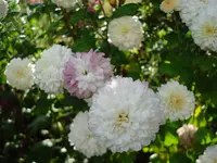 weisse Blumen.webp