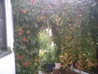 PIC00504.webp