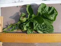 RUCOLA.webp