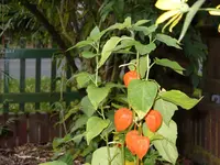 Blumen 004.webp