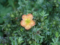 Blumen 006.webp