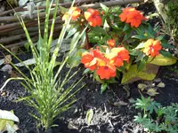 Blumen 008.webp