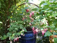 Blumen 010.webp