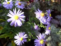 Blumen 011.webp
