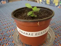 Ananas Guave, 29.03.09.webp