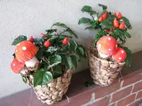 Zierpaprika.webp