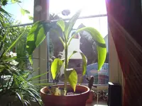 Musa Bajoo 002.webp