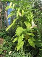 garten 09 003.webp