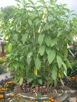garten 09 002.webp