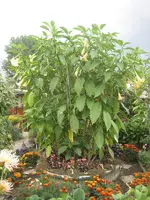 garten 09 001.webp