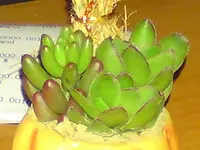 blume2.webp