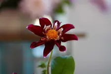 comp_IMG_1390.webp