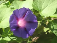 garten 09 002.webp