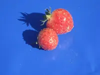 garten 09 006.webp